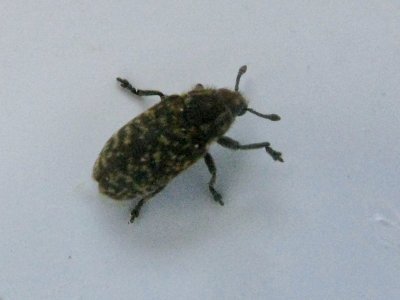 Rhinocyllus conicus - Krumnosvivel.jpeg
