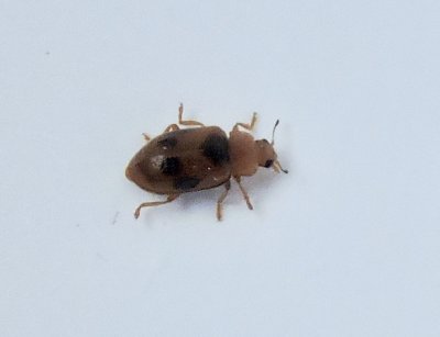Fläckig vasspiga - Coccidula scutellata.jpeg