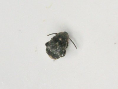 Bnsmyg - Bruchus rufimanus.jpeg