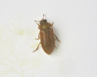 Byturus tomentosus - Hallonnger.jpeg