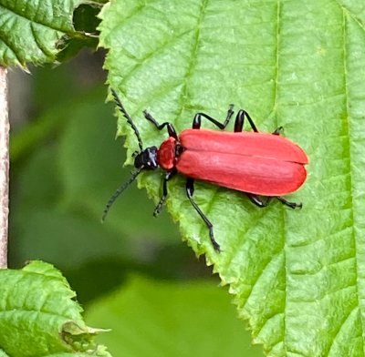 Pyrochroa coccinea - Stor kardinalbagge.jpeg