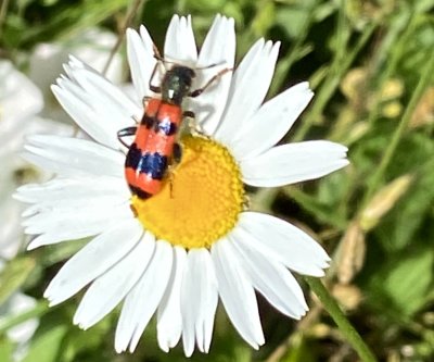 Trichodes apiarius.jpeg