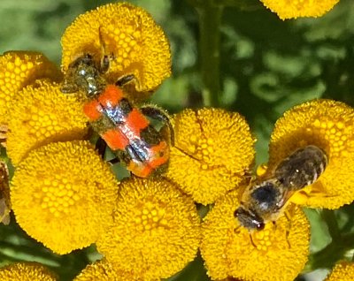 Trichodes apiarius.jpeg