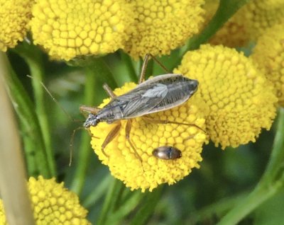 Nabis flavomarginatus.jpeg