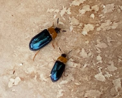 Tetratoma fungorum - Blåvingad lövsvampbagge.jpeg