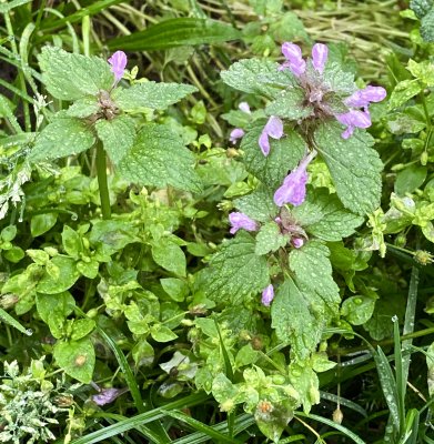 Rdplister - Lamium purpureum.jpeg