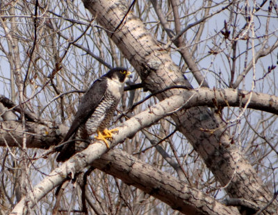 FAUCONS PLERINS CRABTREE, Lanaudire, Qc