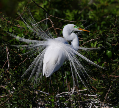 Great White Egret w/Breeding Plumage