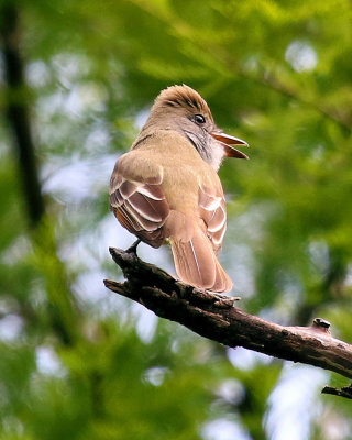 Great Crested Flycatcher