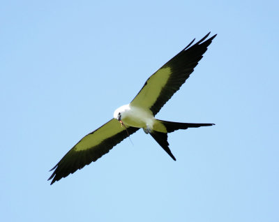 Swallow-Tailed Kite