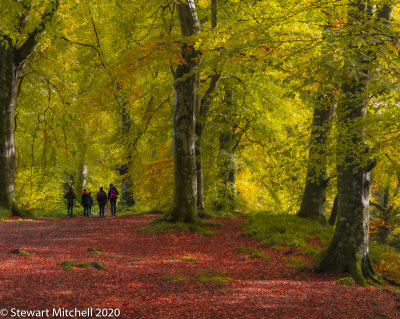 Walk in the Woods_EL47383.jpg