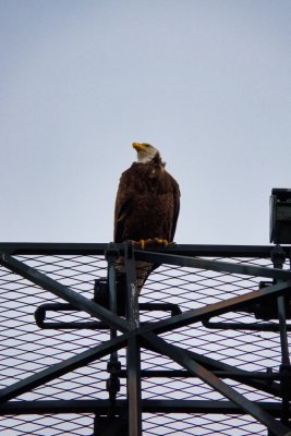An eagle in the rigging