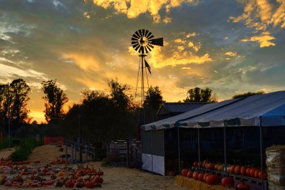 Sundown at the pumpkin patch