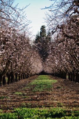 Meanwhile, in the valley's plentiful orchards . . .