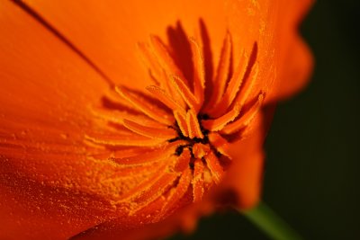 California Poppy up close - uncropped