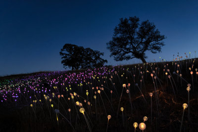 Sensorio light show at Paso Robles