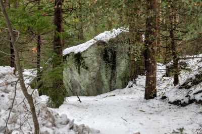 Into the woods we go