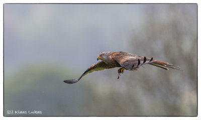 Red Kite - Rode Wouw