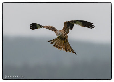 Red Kite - Rode Wouw
