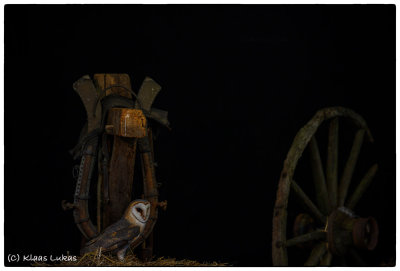 Barn Owl