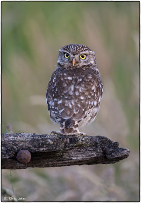 Little Owl