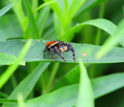 insects_and_spiders