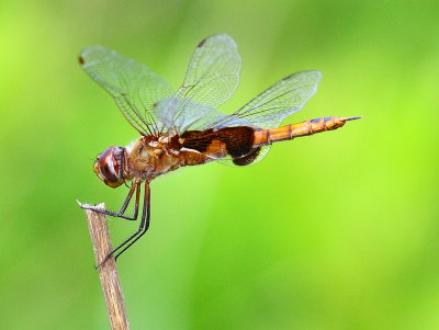 dragonflies_and_damsels