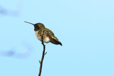 hummingbirds