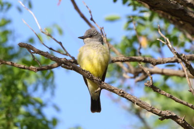 flycatchers