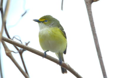 warblers_and_vireos