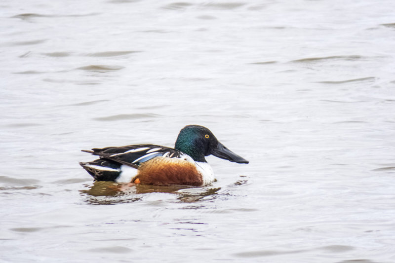 Northern Shoveler  (2 photos)