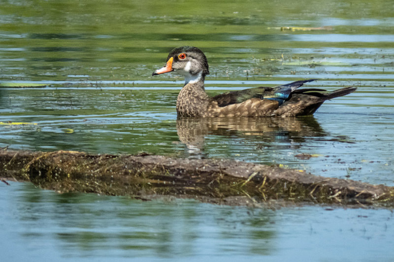 Wood Duck