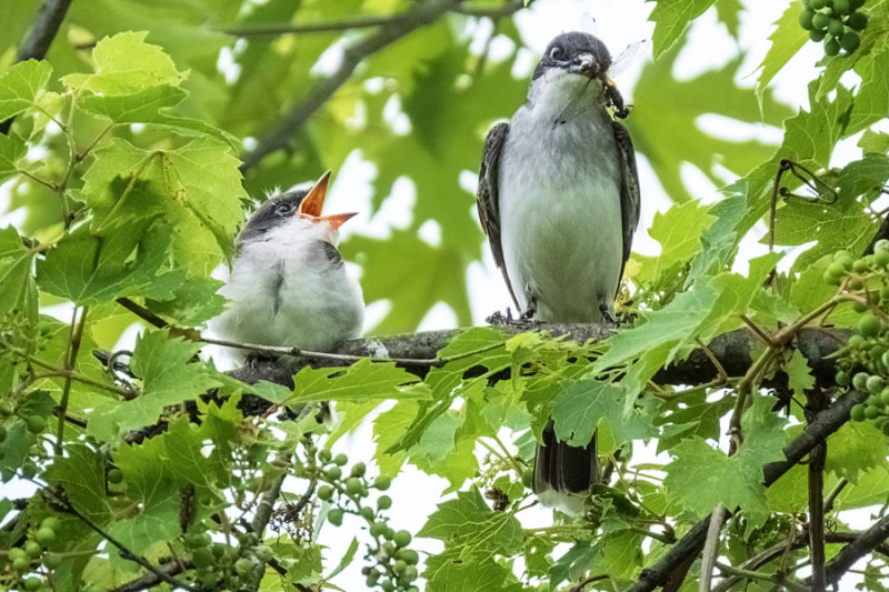 Eastern Kingbirds