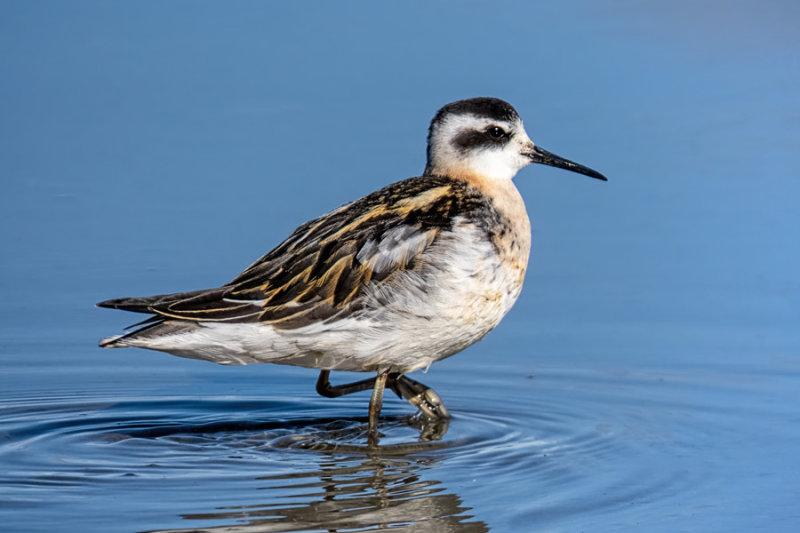Red-necked Phalarope