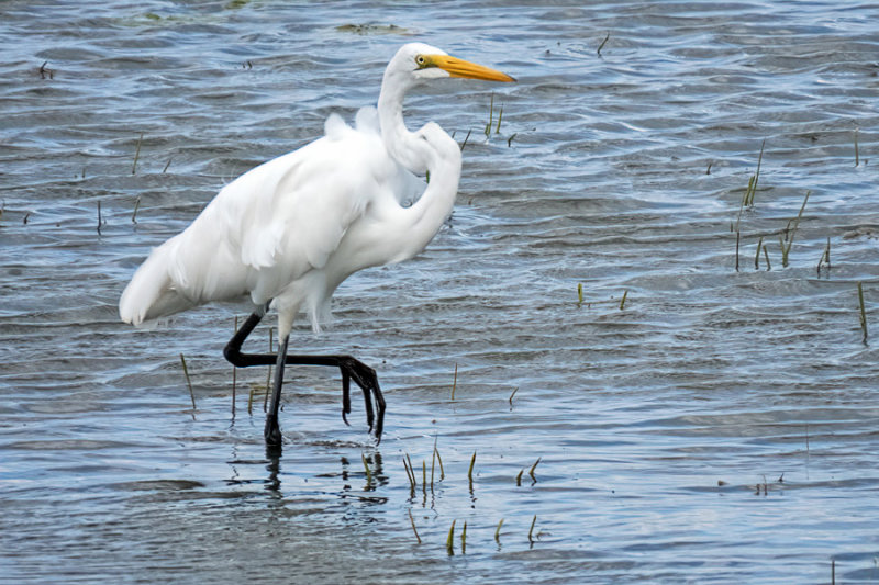 Great Egret