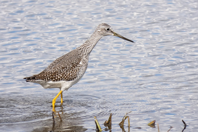 Greater Yellowlegs 