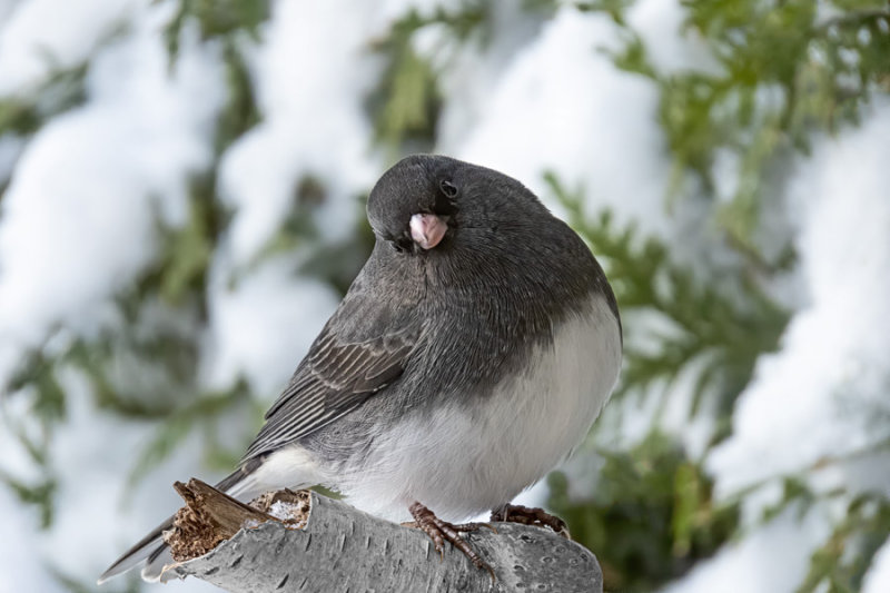 Dark-eyed Junco
