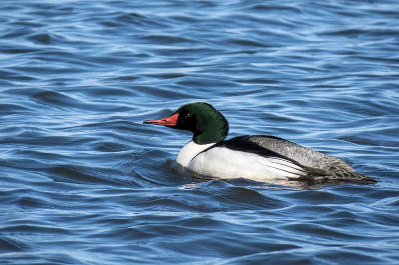 Common Merganser