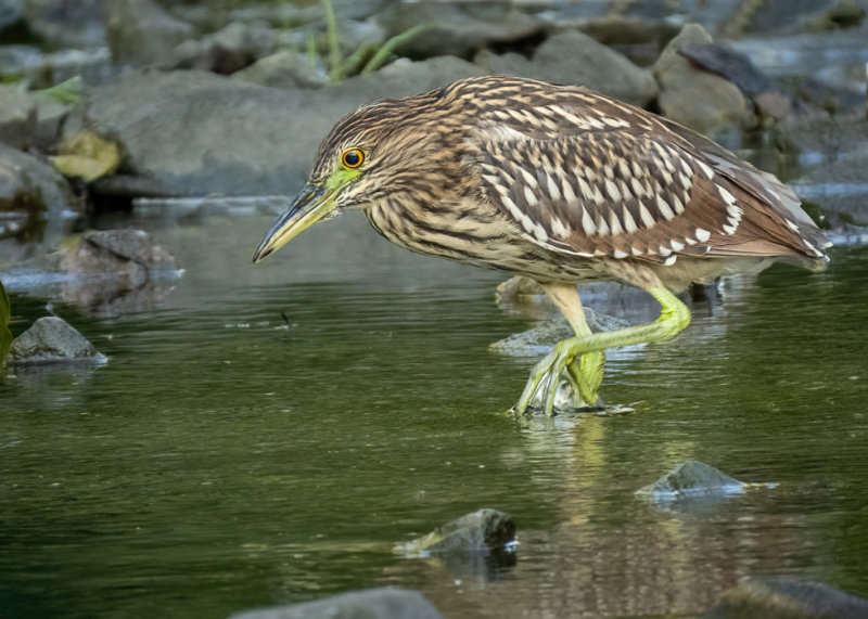 Black-crowned Night Heron - Juvenile