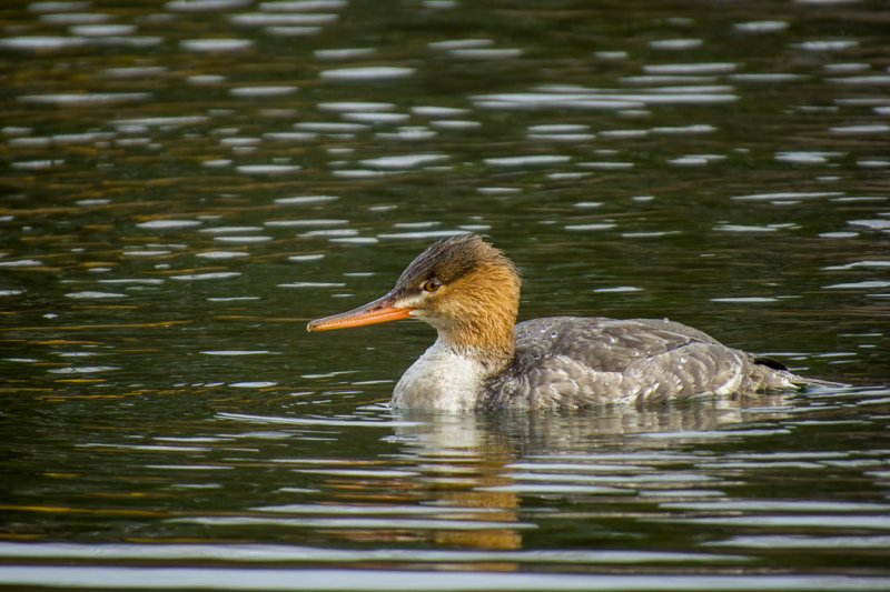 Red-breasted Merganser - immature or female
