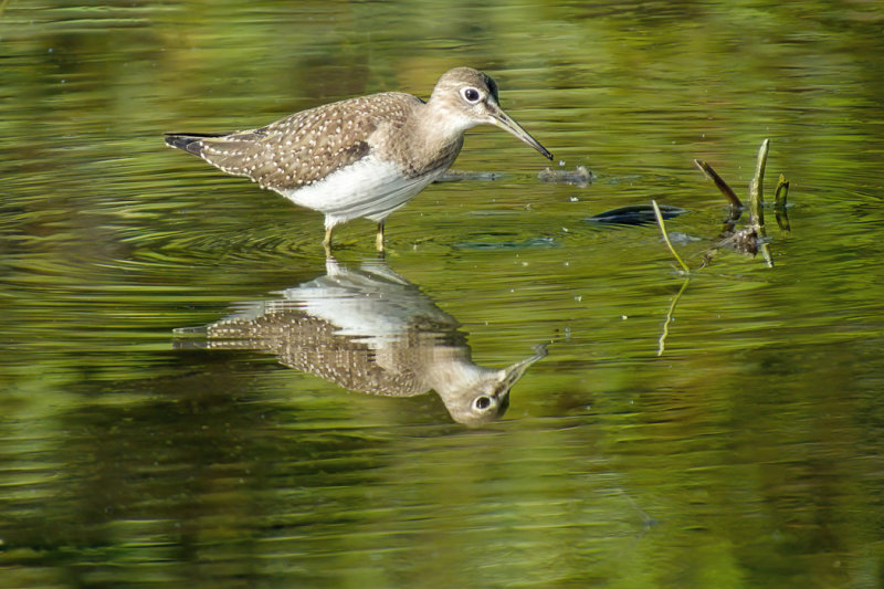 Solitary Sandpiper