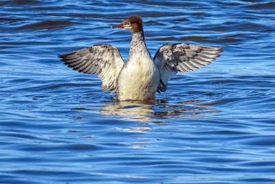 Common Merganser