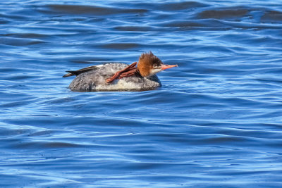 Common Merganser