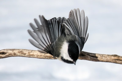 Chickadee