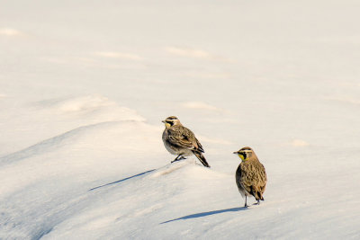 Horned Larks