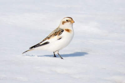 Snow Bunting