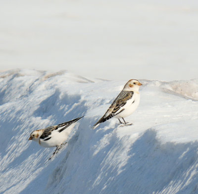 Snow Buntings (3 photos)