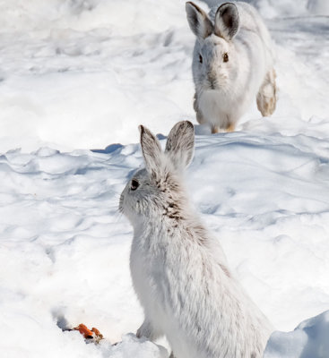Snowshoe Hare (2 photos)