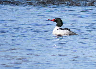 Common Merganser