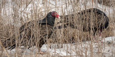 Turkey Vultures